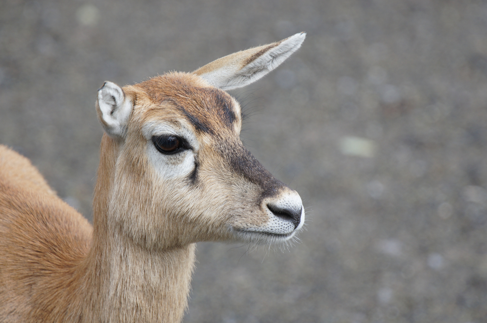 Antilope im Züri-Zoo