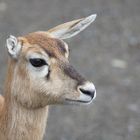 Antilope im Züri-Zoo