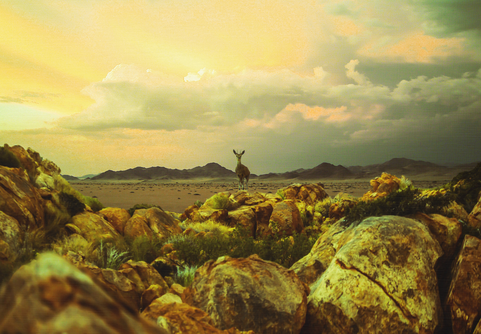 Antilope in der Namib