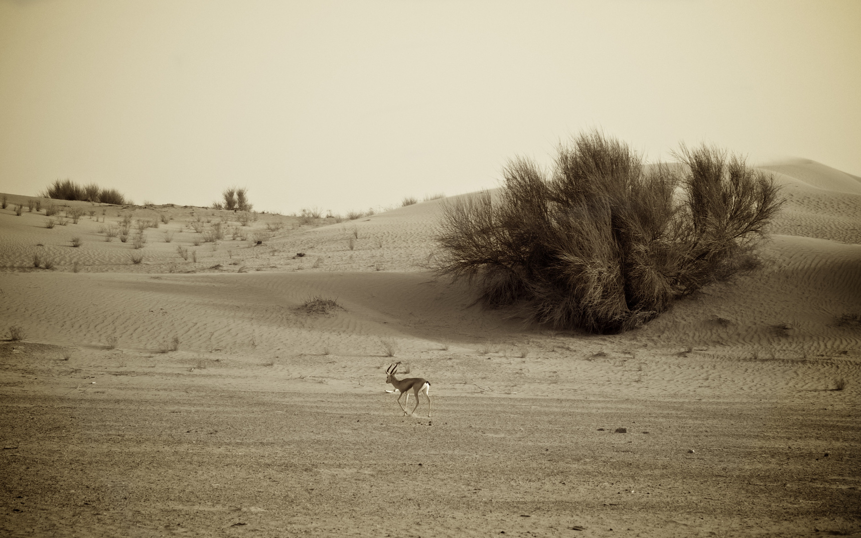 Antilope in der Wüste