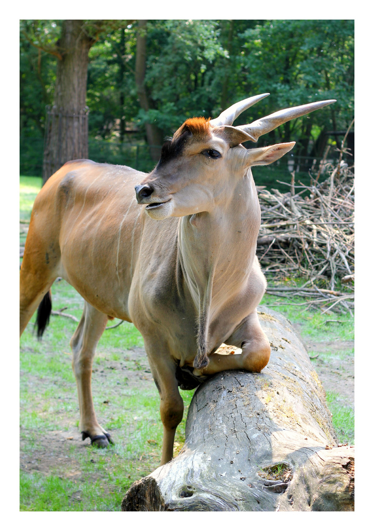 Antilope in Pose