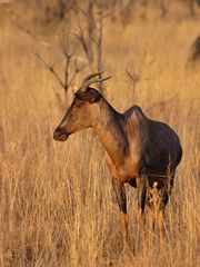 Antilope in Südafrika