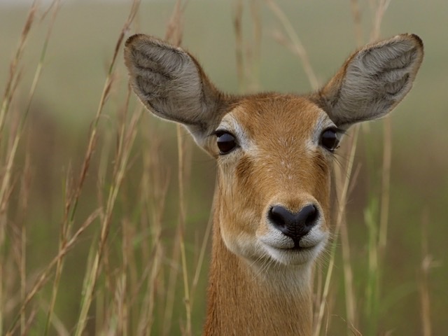 Antilope in Uganda