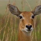 Antilope in Uganda