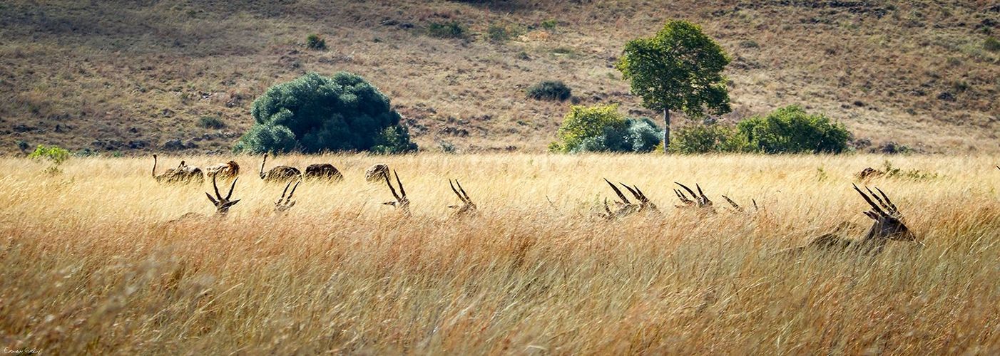 Antilope Landscape