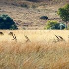 Antilope Landscape