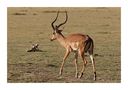 Antilope  Manyara NP von Ulf Brömmelhörster