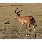 Antilope • Manyara NP