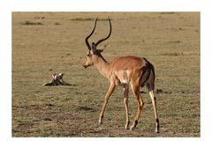 Antilope • Manyara NP