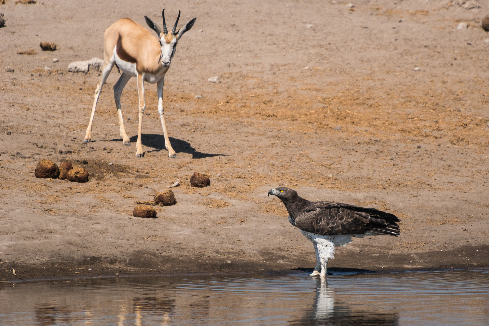 Antilope trifft Kampfadler am Wasserloch