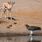 Antilope trifft Kampfadler am Wasserloch