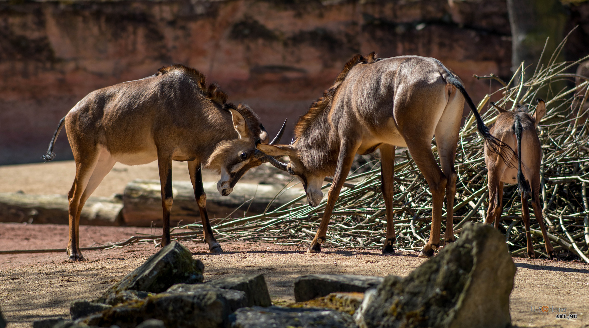 Antilopen Foto & Bild deutschland, europe, niedersachsen Bilder auf