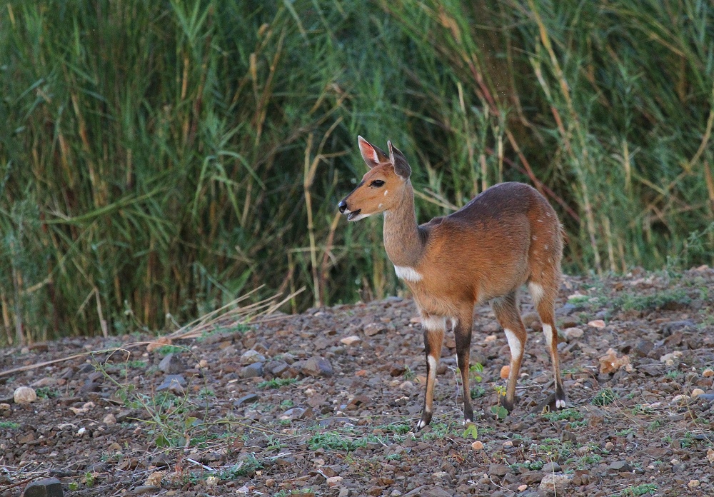 Antilopen Afrikas - Buschbock