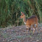 Antilopen Afrikas - Buschbock