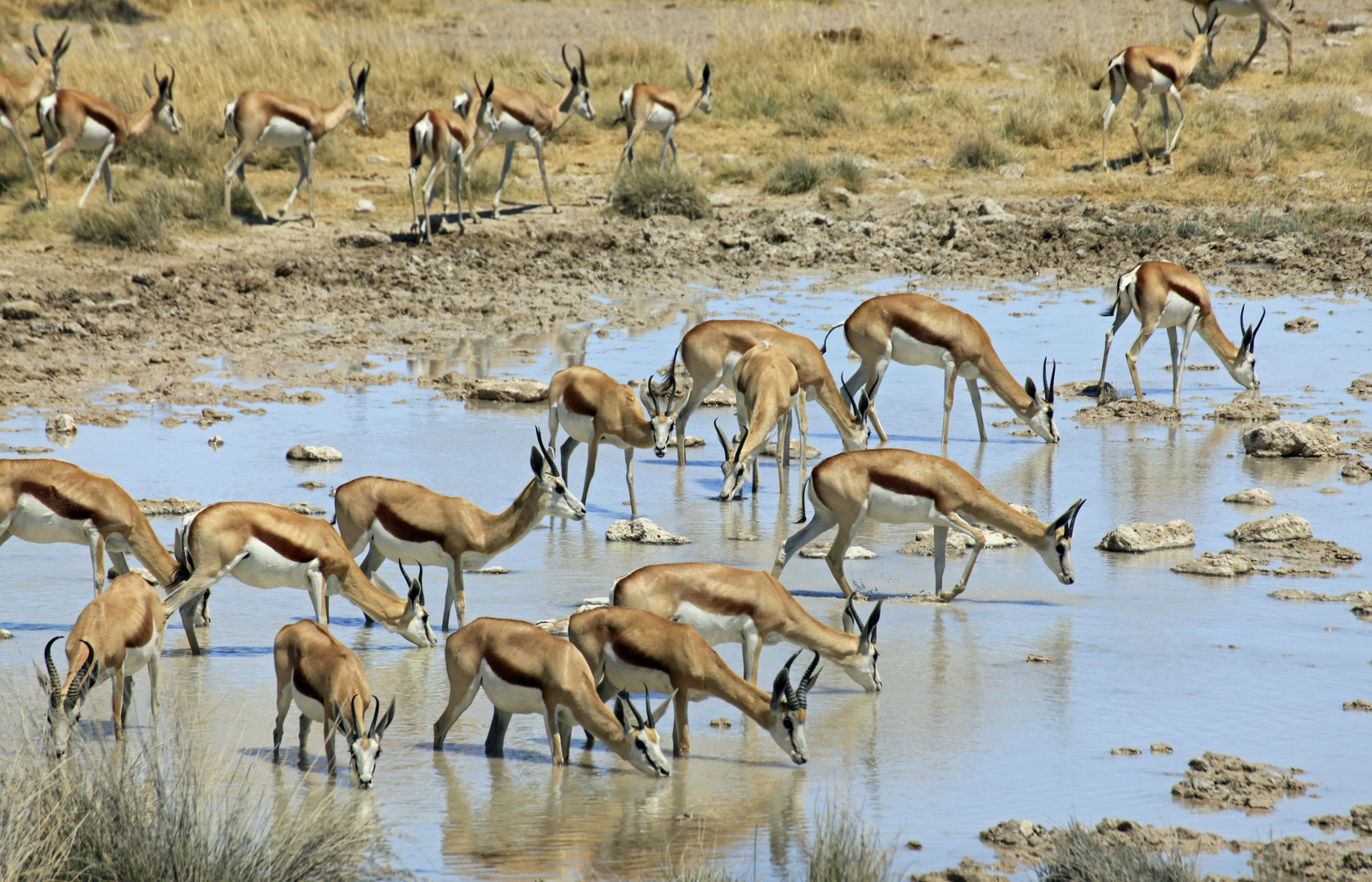 Antilopen an Wasserstelle