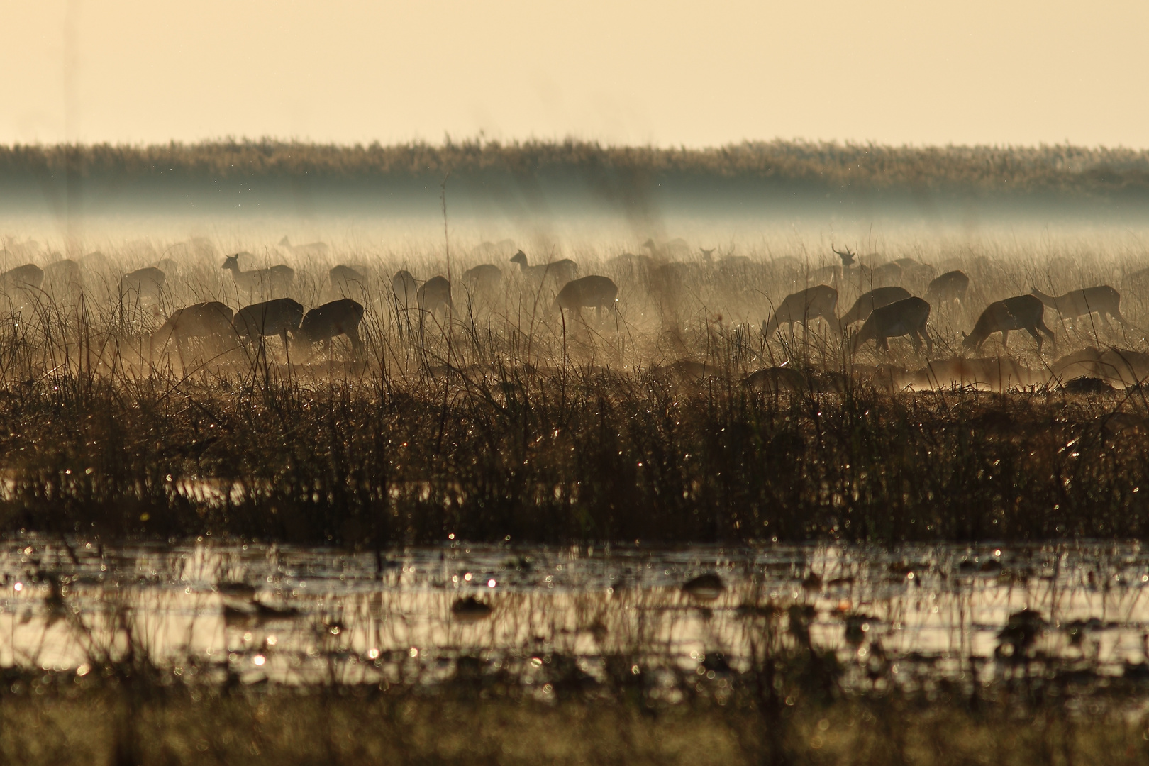 Antilopen (Black Lechwe) in den Bangweulu Sümpfen, Sambia