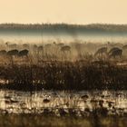 Antilopen (Black Lechwe) in den Bangweulu Sümpfen, Sambia