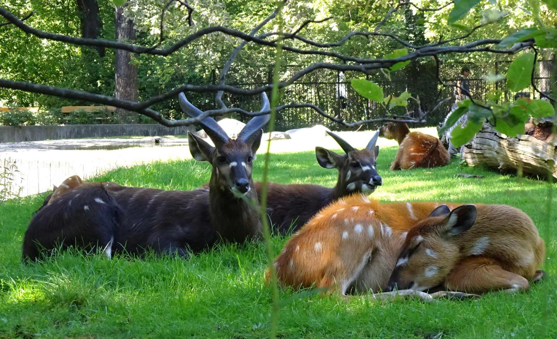 Antilopen Foto & Bild | natur, zoo, tiere Bilder auf fotocommunity