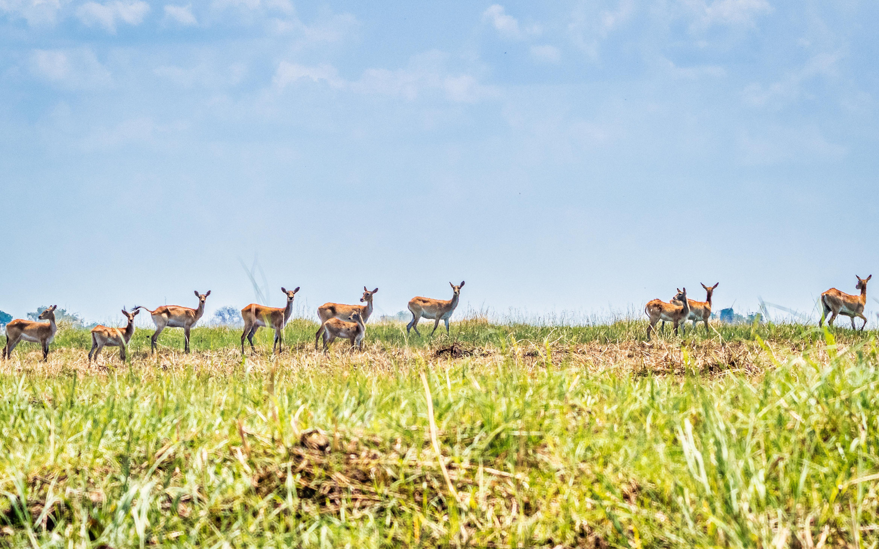 Antilopen in der Weite des Okavango Deltas