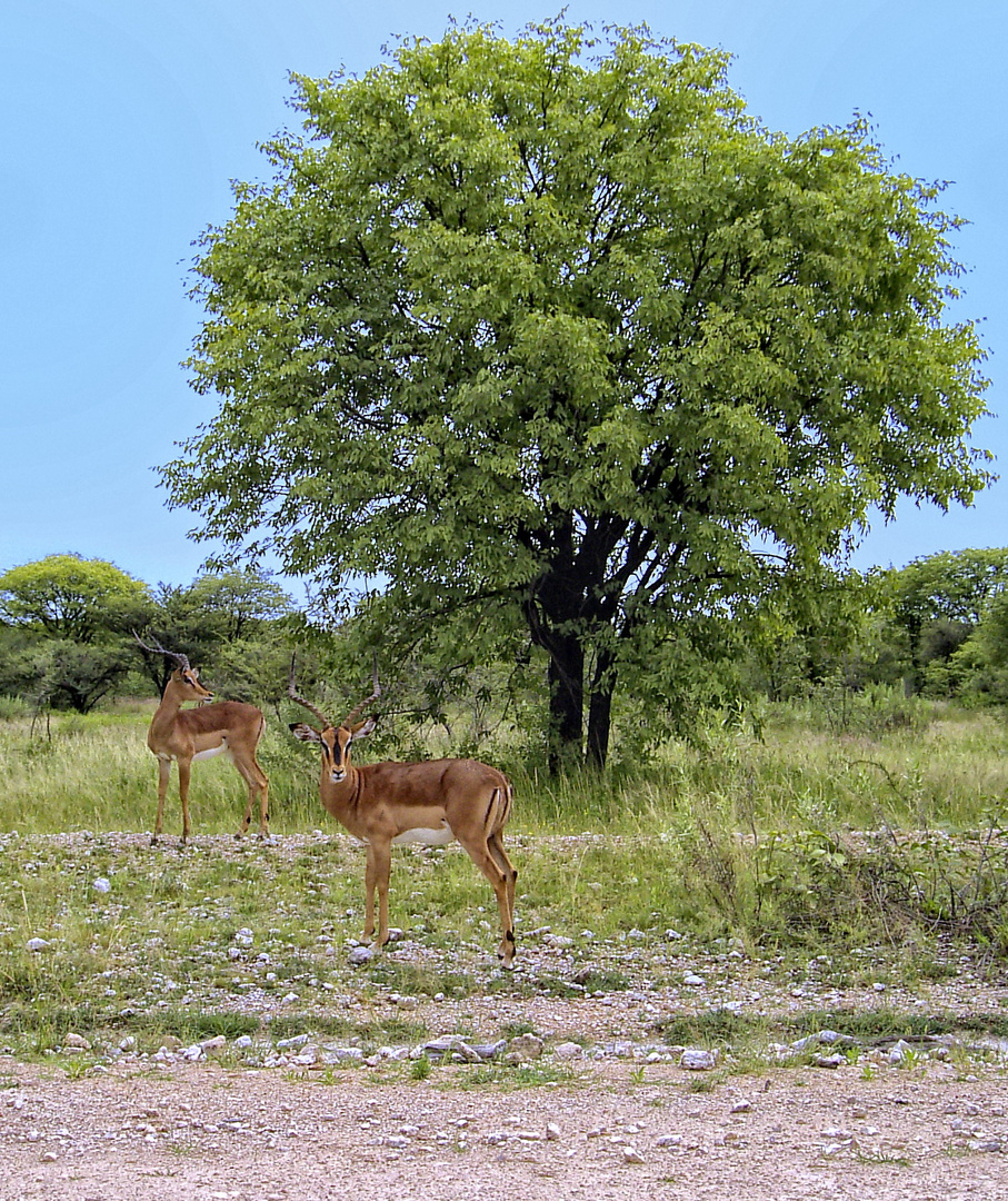 Antilopen in freier Wildbahn