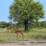 Antilopen in freier Wildbahn