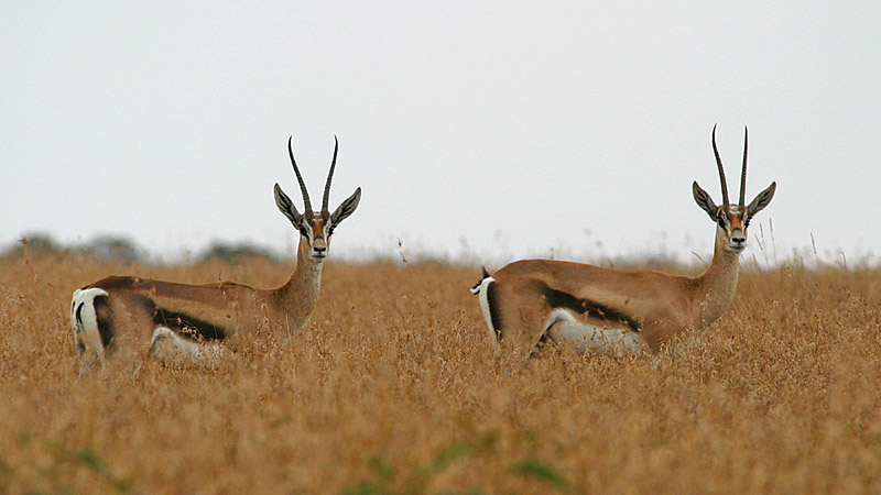 antilopen synchronstehen