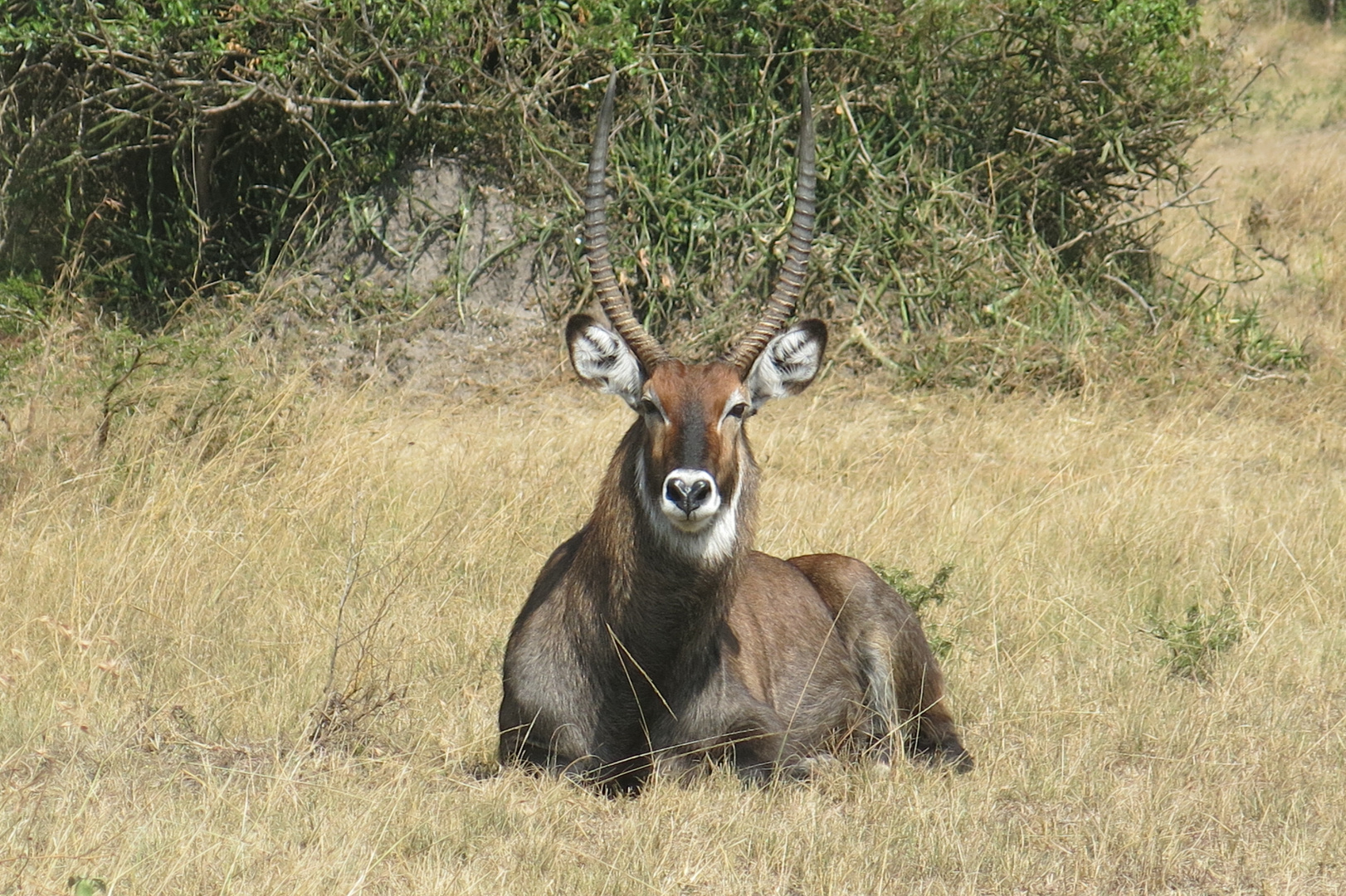 Antilopenbock