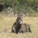 Antilopenbock