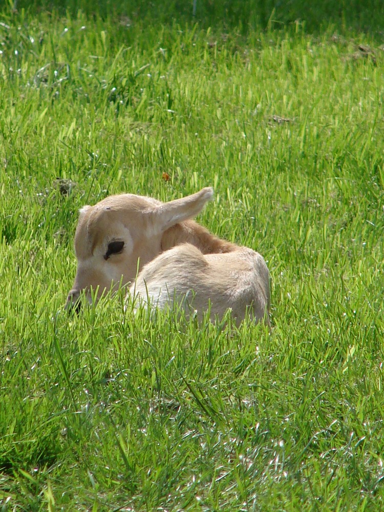 Antilopenkalb