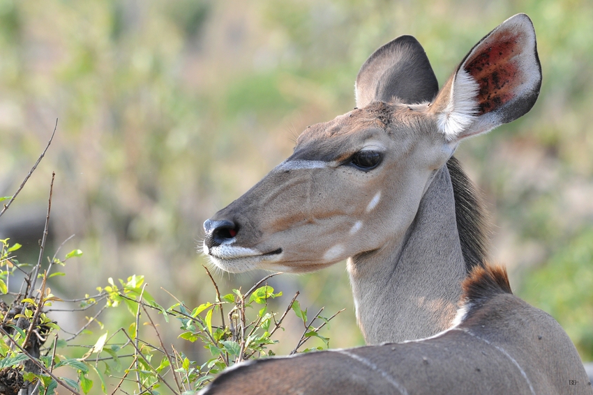 Antilopenportrait