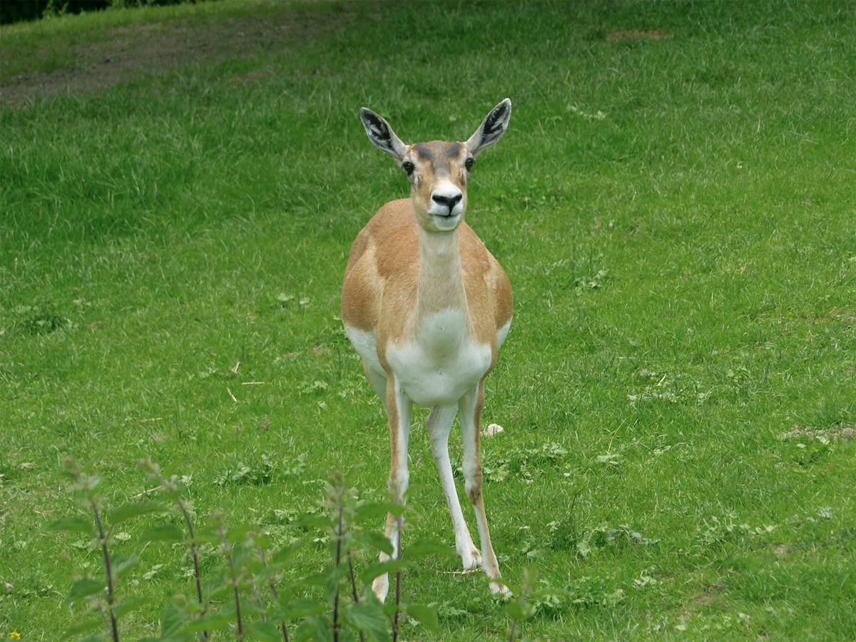Antilope/Reh