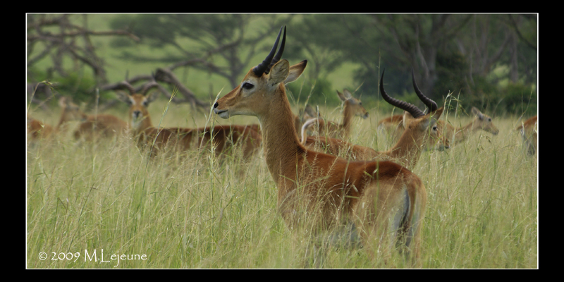 antilopes