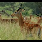 antilopes