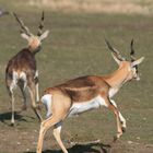 antilopes