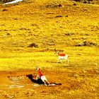 Antilopes d'Amérique surprise