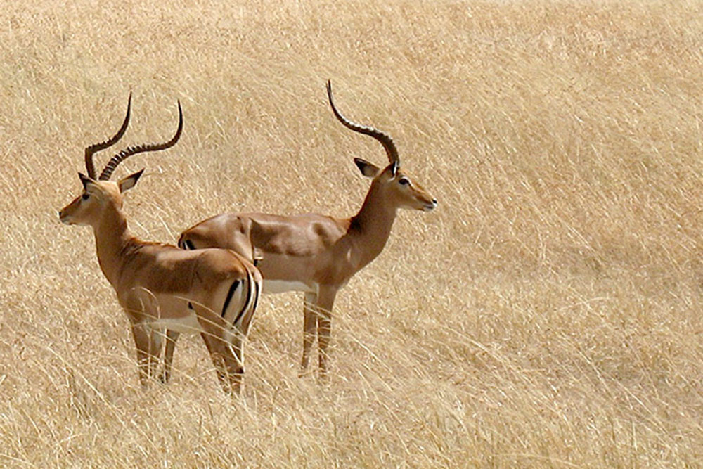 Antilopes