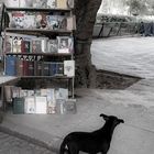 Antiquariat mit Hund