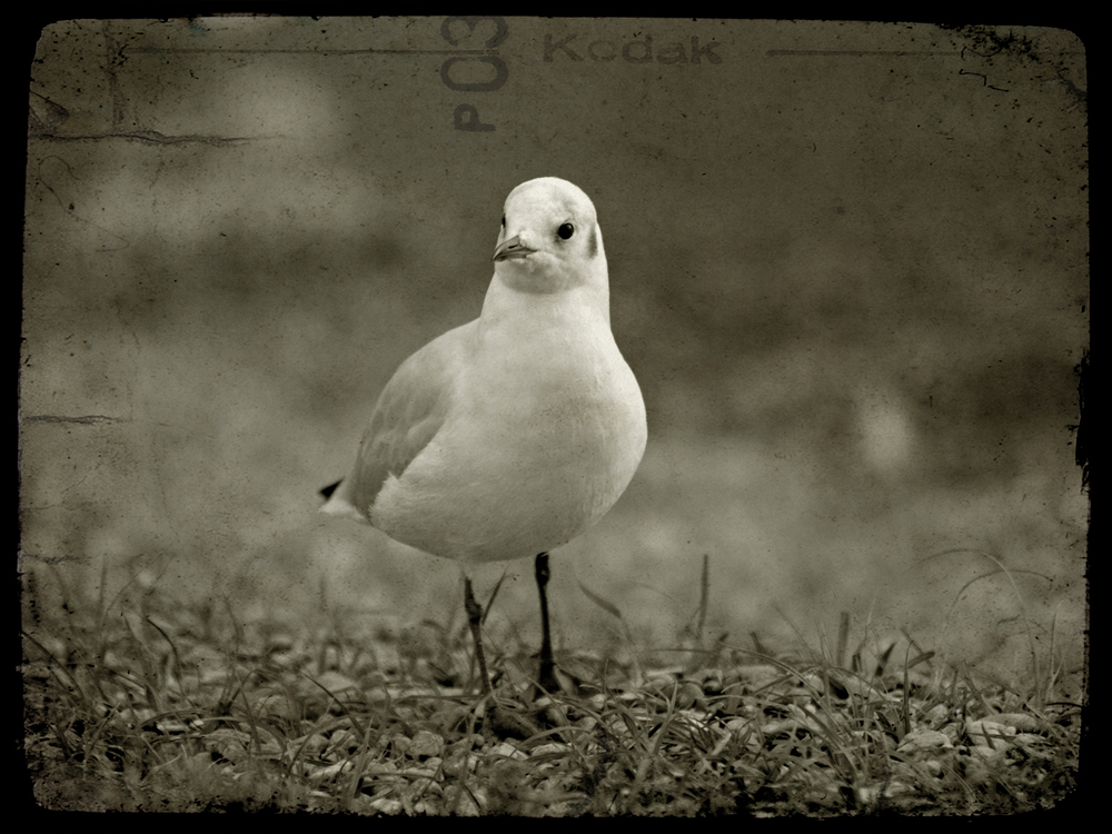 antiquated seagull