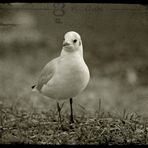 antiquated seagull