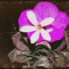 Antique Flower