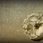 Antique White Rose on a Tombstone