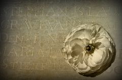 Antique White Rose on a Tombstone