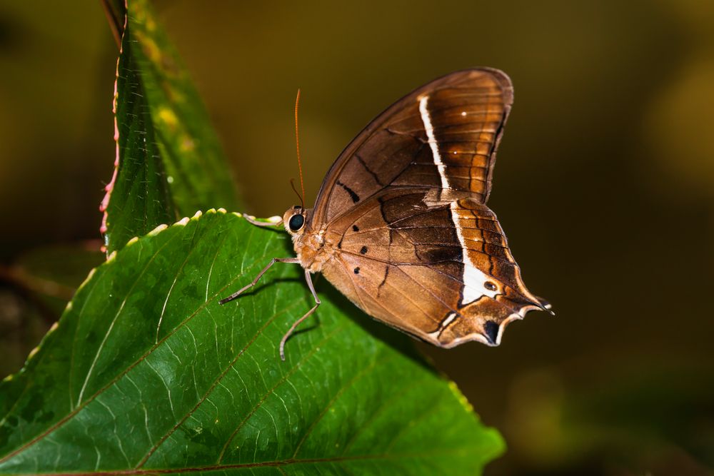 Antirrhea miltiades (Milt's Morpho)