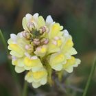 antirrhinum 