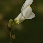 Antirrhinum litigiosum (blanco)