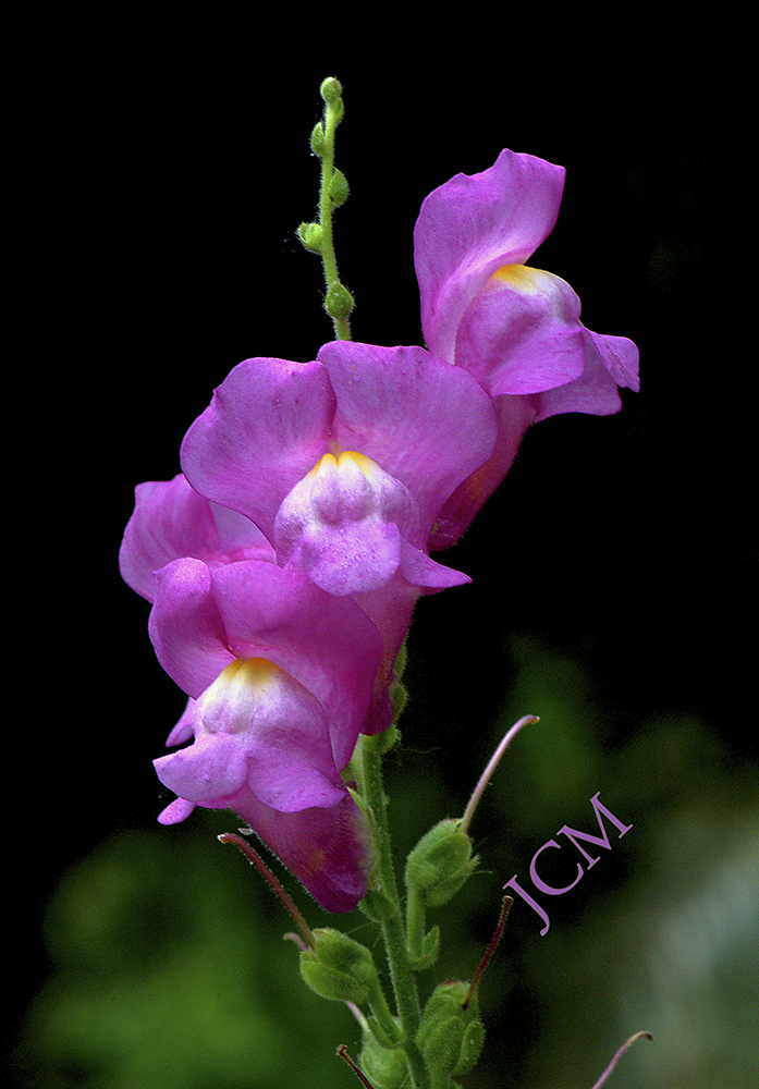 ANTIRRHINUM MAJUS