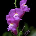 ANTIRRHINUM MAJUS