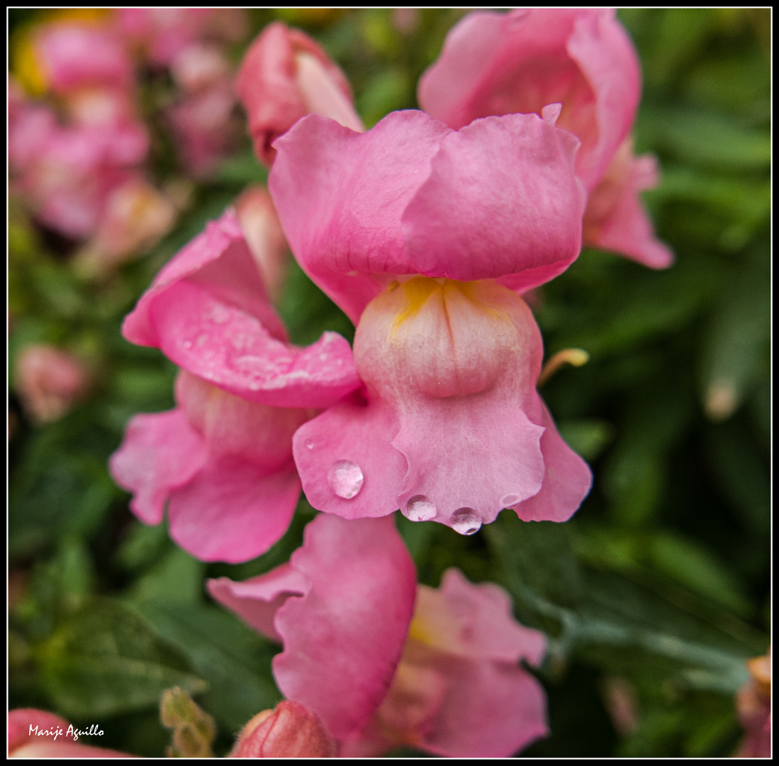 Antirrhinum majus (Boca de dragón)