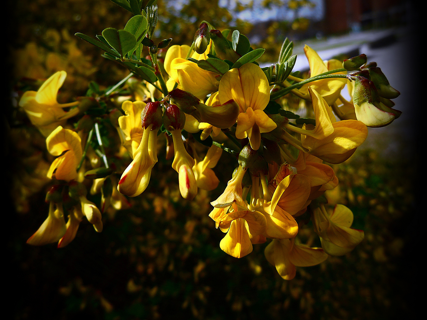 Antirrhinum majus