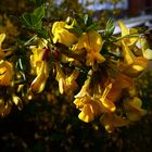 Antirrhinum majus